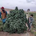 Logar (Afghan Seed Connection) regolare