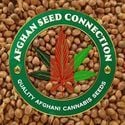 Kabul (Afghan Seed Connection) regolare