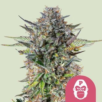 Pink Gorilla (Royal Queen Seeds) femminizzata