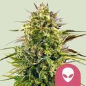 Alien OG (Royal Queen Seeds) femminizzata