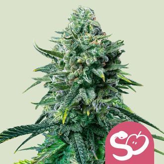 Forbidden Fruit (Royal Queen Seeds) femminizzata