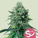 Forbidden Fruit (Royal Queen Seeds) femminizzata