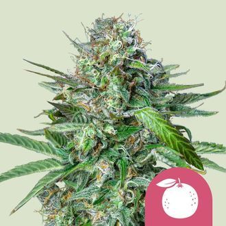 Tangie (Royal Queen Seeds) femminizzata