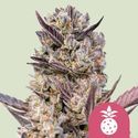 Tropicana Cookies Purple (Royal Queen Seeds) femminizzata