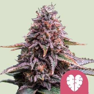 Pink Mist (Royal Queen Seeds) femminizzata