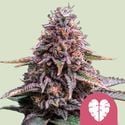 Pink Mist (Royal Queen Seeds) femminizzata