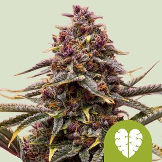 Pink Mist Automatic (Royal Queen Seeds) femminizzata