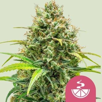 Lemon Skunk (Royal Queen Seeds) femminizzata