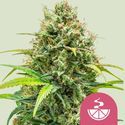 Lemon Skunk (Royal Queen Seeds) femminizzata