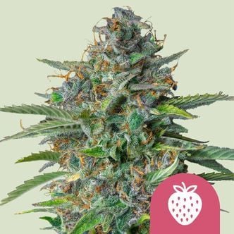 Strawberry Cough (Royal Queen Seeds) femminizzata