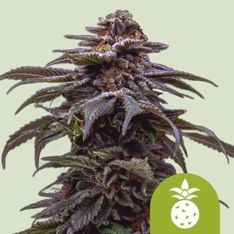 Tropicana Cookies Purple Automatic (Royal Queen Seeds) femminizzata