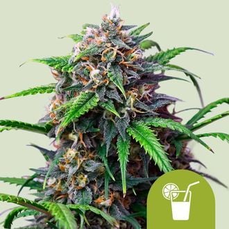 Purple Lemonade Auto (Royal Queen Seeds) femminizzata