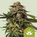 Special Queen 1 Automatic (Royal Queen Seeds) femminizzata