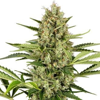 Jack Herer Automatic (Sensi Seeds) femminizzata