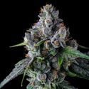 El Valle Haze (Compound Genetics) femminizzata