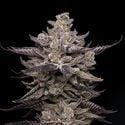 El Valle Haze (Compound Genetics) femminizzata