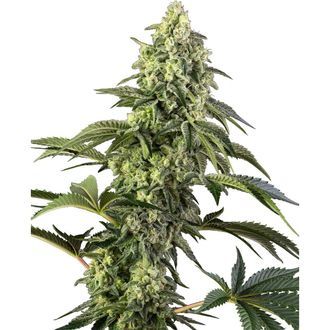 Cosmic Kiss (Sensi Seeds) femminizzata