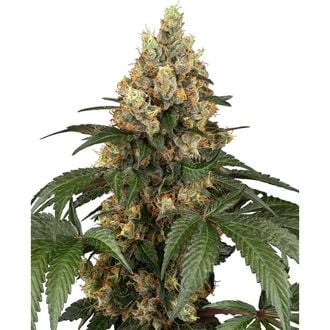 Chocolate Rainbow XXL (Sensi Seeds) femminizzata