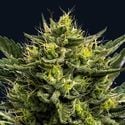 Wham Boom Auto (Anesia Seeds) femminizzata