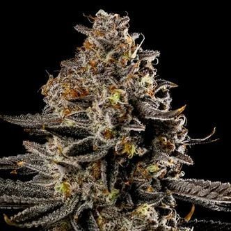 Smashberry Fumez Auto (Anesia Seeds) femminizzata