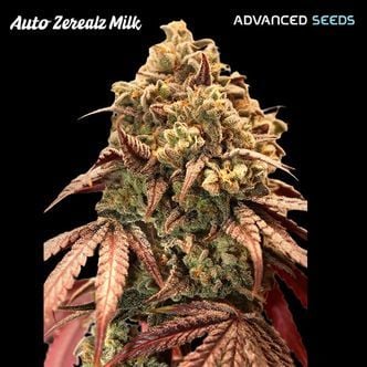 Auto Zerealz Milk (Advanced Seeds) femminizzata