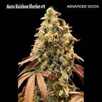 Auto Rainbow Sherbet 11 (Advanced Seeds) femminizzata