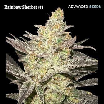 Rainbow Sherbet #11 (Advanced Seeds) femminizzata