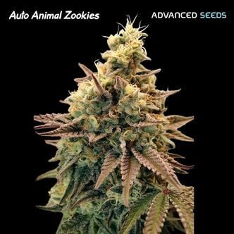 Auto Animal Zookies (Advanced Seeds) femminizzata