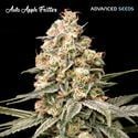 Auto Apple Fritter (Advanced Seeds) femminizzata