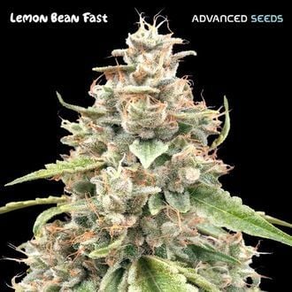 Lemon Bean Fast (Advanced Seeds) femminizzata