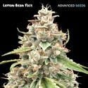 Lemon Bean Fast (Advanced Seeds) femminizzata