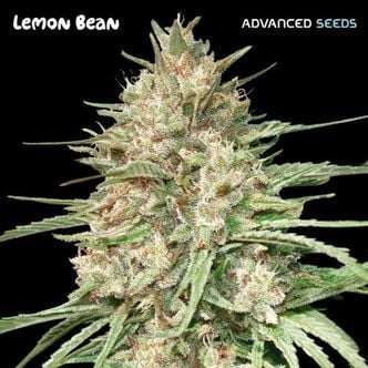 Lemon Bean (Advanced Seeds) femminizzata