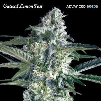 Critical Lemon Fast (Advanced Seeds) femminizzata