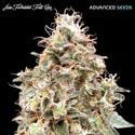 Auto Forbidden Fruit Cake (Advanced Seeds) femminizzata