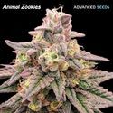 Animal Zookies (Advanced Seeds) femminizzata