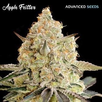 Apple Fritter (Advanced Seeds) femminizzata