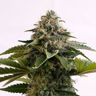 Amnesia Dream XL Auto (Kannabia) femminizzata