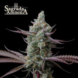 Sagrada Amnesia (Seedstockers) femminizzata