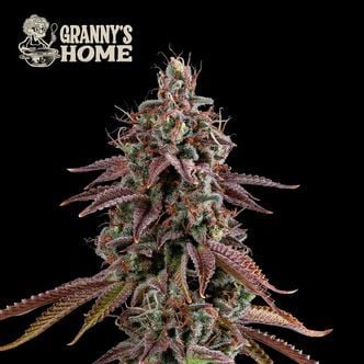 Granny’s Home (Seedstockers) femminizzata