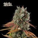 Big Yeti (Seedstockers) femminizzata