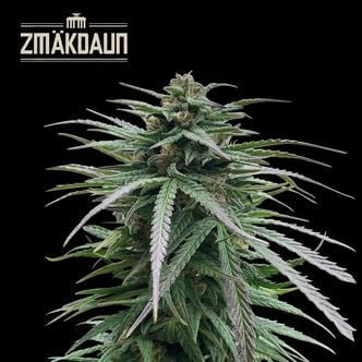 Zmäkdaun (Seedstockers) femminizzata