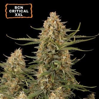 BCN Critical XXL Auto (Seedstockers) Feminized