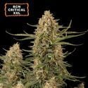 BCN Critical XXL Auto (Seedstockers) femminizzata