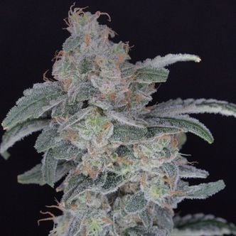 HB Dunkin'z (Pure Instinto) Feminized