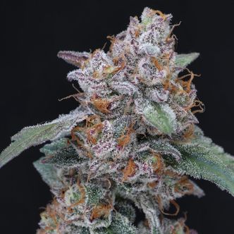 Sherbacio OG Auto (Pure Instinto) Feminized