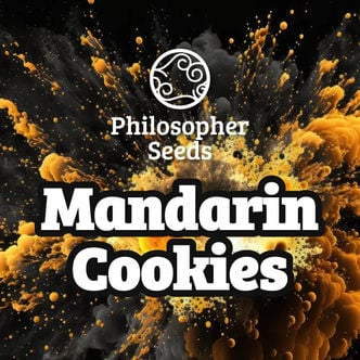 Mandarin Cookies (Philosopher Seeds) feminized