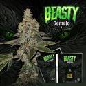 Beasty (T.H.Seeds™) femminizzata