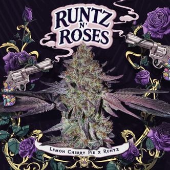 Runtz 'N Roses (T.H.Seeds) femminizzata