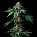 Mendo Breath (Barney's Farm) femminizzata