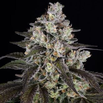 Trainwreck (Barney's Farm) femminizzata